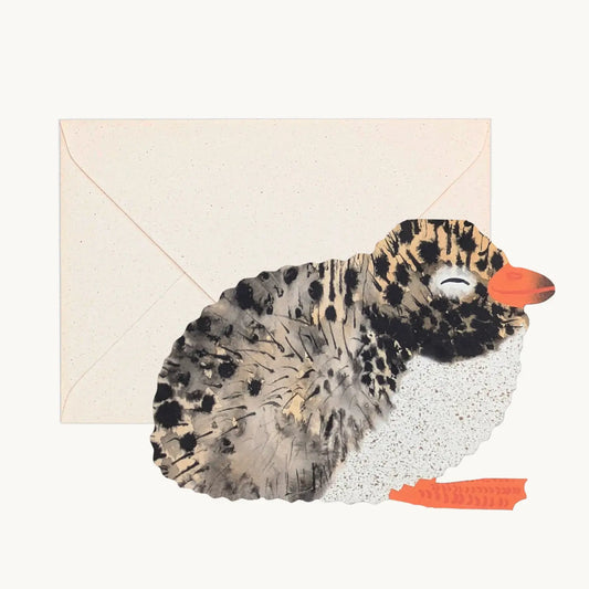 Arctic Tern Chick Card
